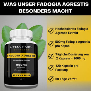 Fadogia Agrestis Kapseln fadogia XTRA FUEL   